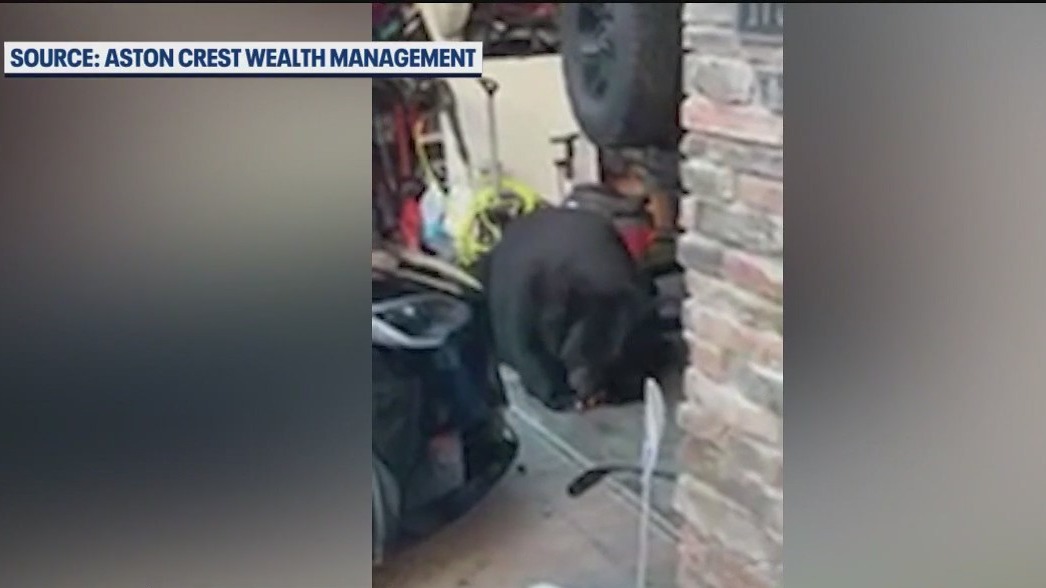 Chunky bear grabs lunch inside garage