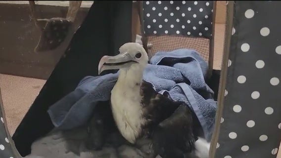 Large drowning bird in Florida saved