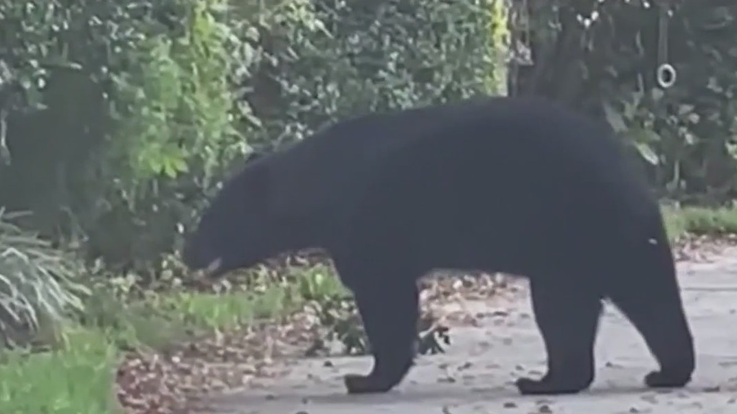 3 three-legged bears roaming Central Florida