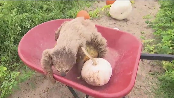 Mayhem Ranch Fall Festival: What to expect