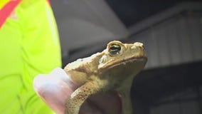 Toxic cane toads killing Florida pets