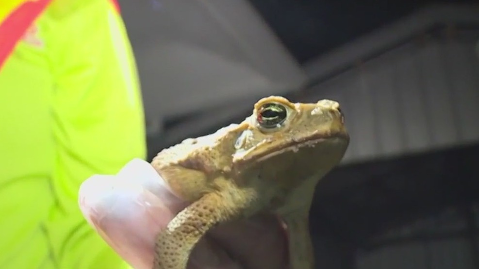 Toxic cane toads killing Florida pets