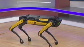 'Tape Measure': Meet UCF's new robotic dog