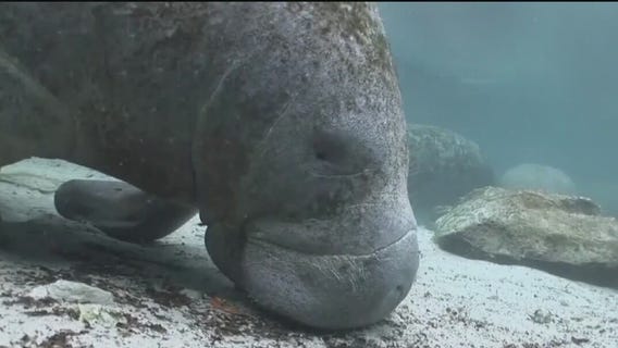 Manatees may become endangered species soon