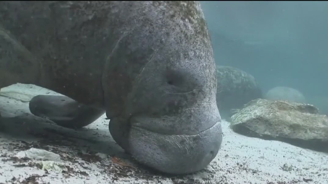 Manatees may become endangered species soon