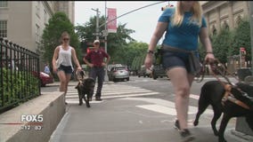 Long Island nonprofit gives guide dogs to the visually impaired