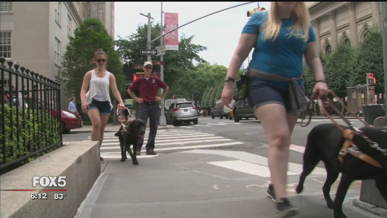 Long Island nonprofit gives guide dogs to the visually impaired