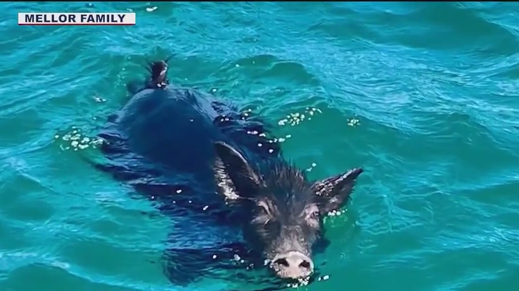 Family rescues pig stranded 2 miles offshore