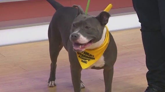 Adopt-A-Pet: Meet Nova