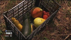 A farm grows on Staten Island
