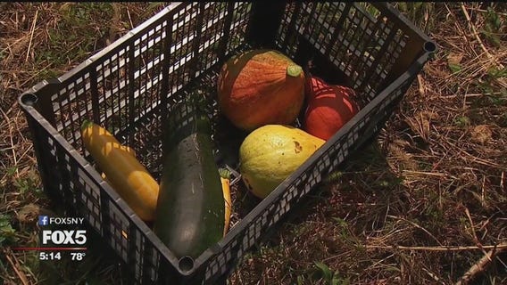 A farm grows on Staten Island