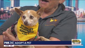 Adopt-A-Pet: Meet Max