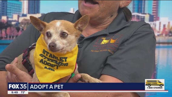 Adopt-A-Pet: Meet Max