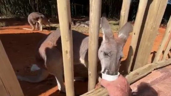 Busch Gardens Tampa: What to expect at Kangaloom