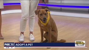 Adopt-A-Pet: Meet Ash