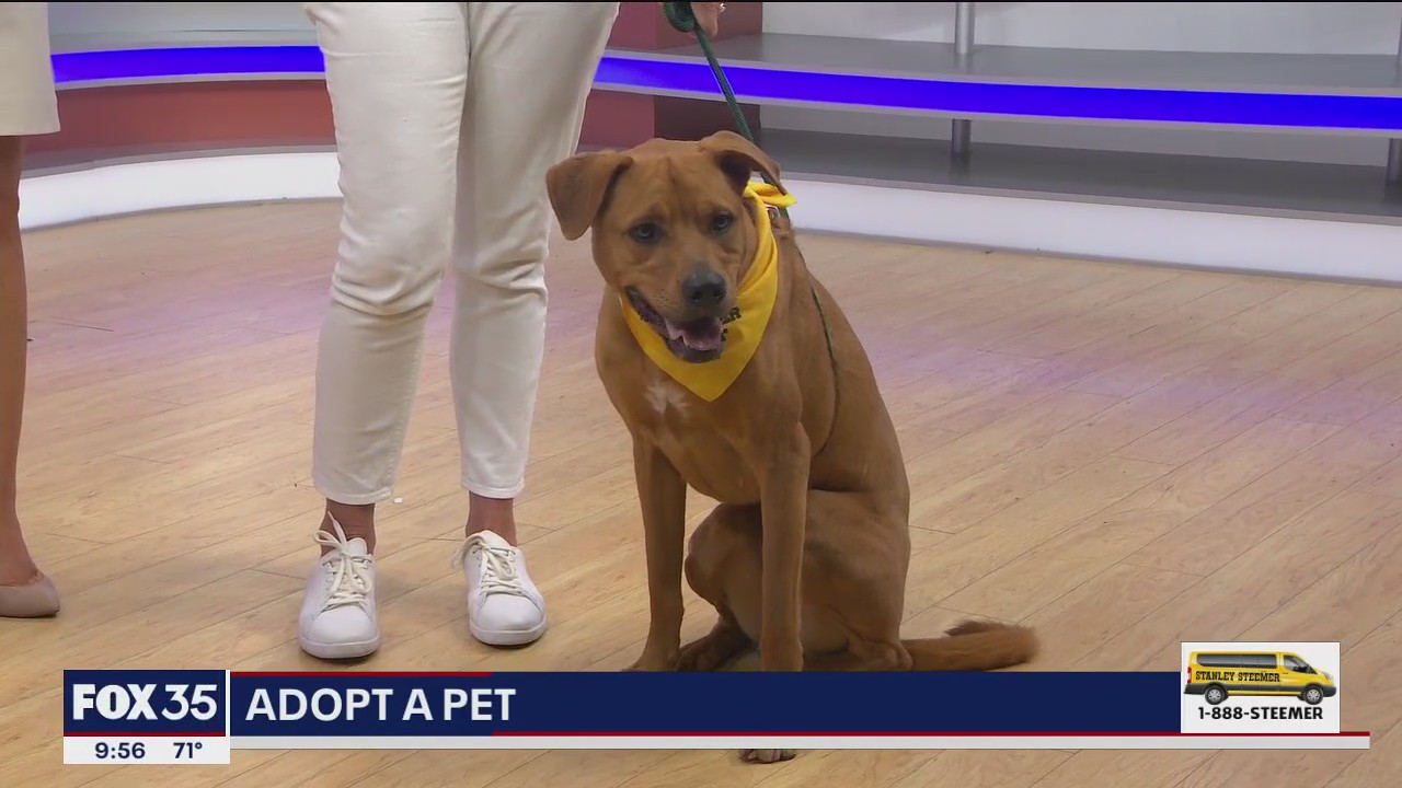 Adopt-A-Pet: Meet Ash