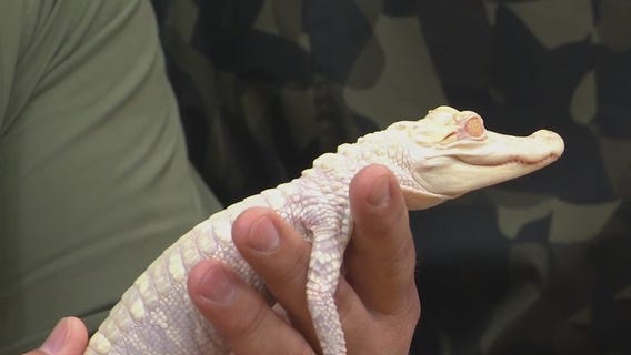 FOX 35 announces exclusive Gatorland special