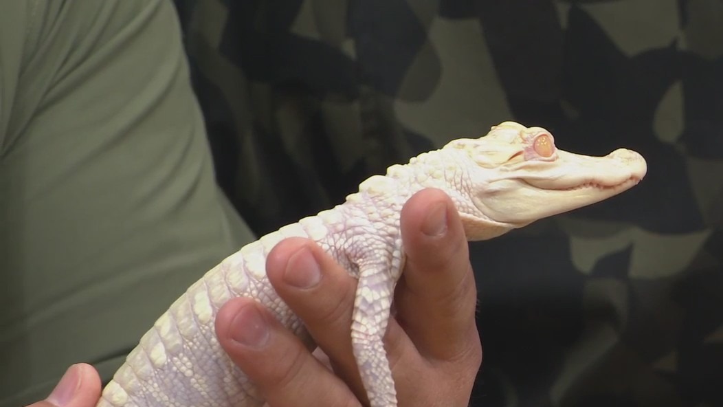 FOX 35 announces exclusive Gatorland special