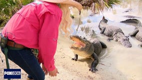 Episode 4: Meet Mayhem, wild gator rescued at Gatorland