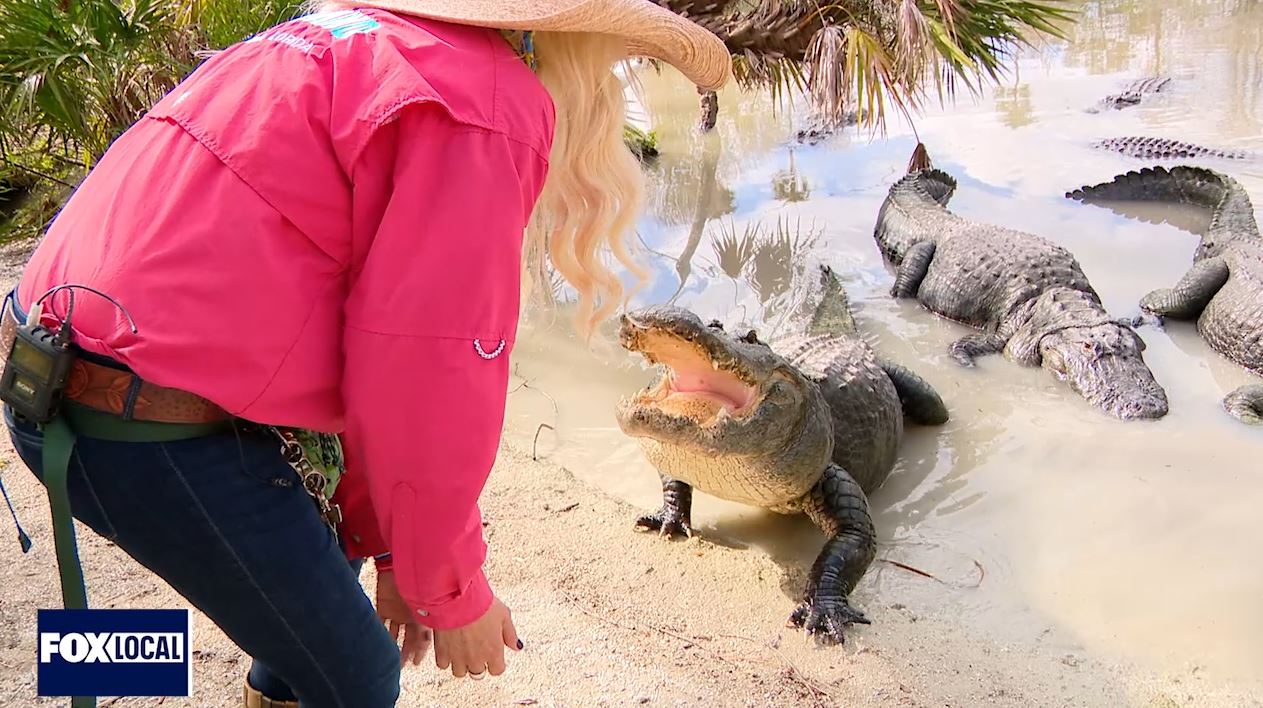 Episode 4: Meet Mayhem, wild gator rescued at Gatorland