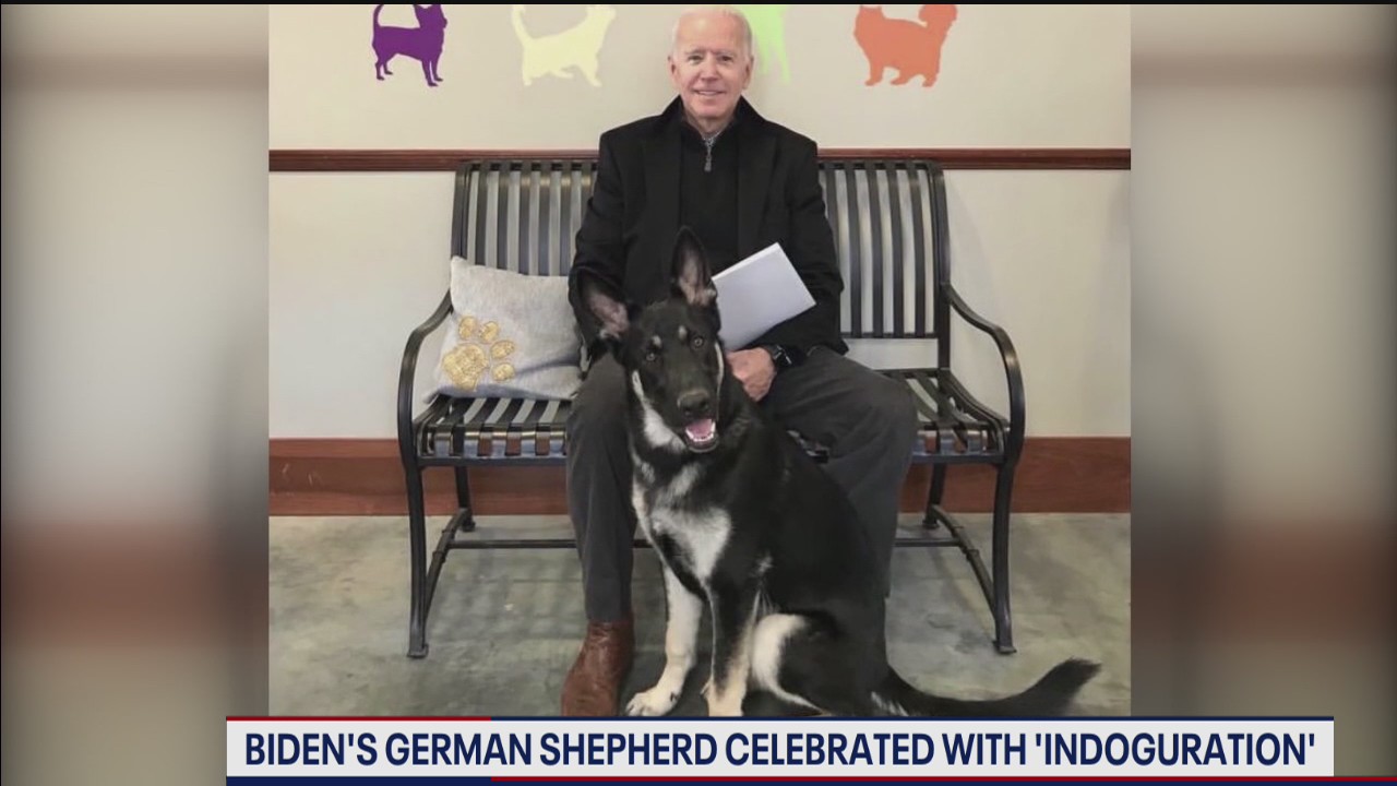 Biden's rescue dog Major to be celebrated with "Indoguration"