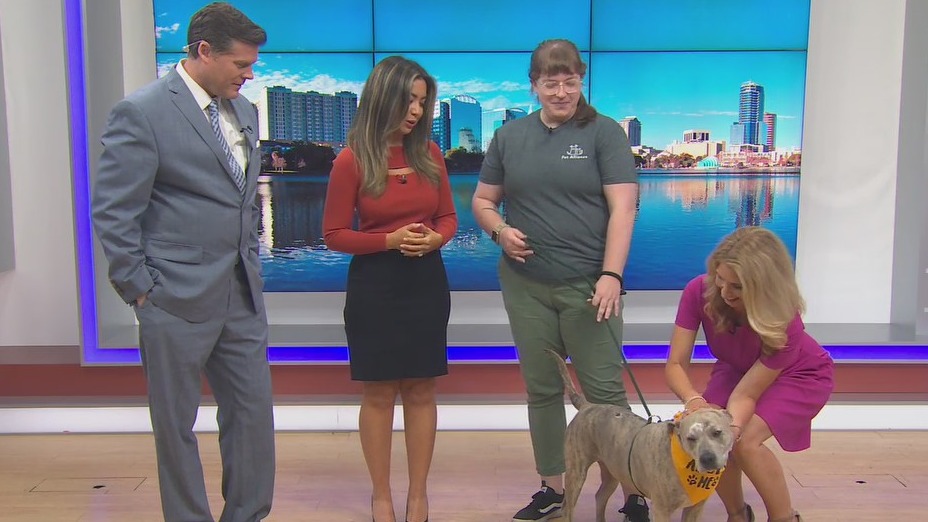 Adopt-A-Pet: Meet Goose