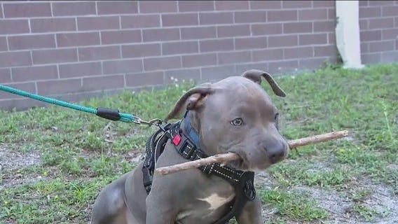 Sanford student saves puppy's life
