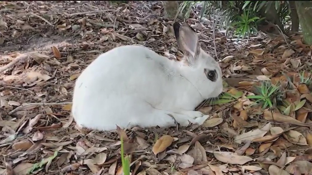 Bunny dumping causing major problems in Brevard