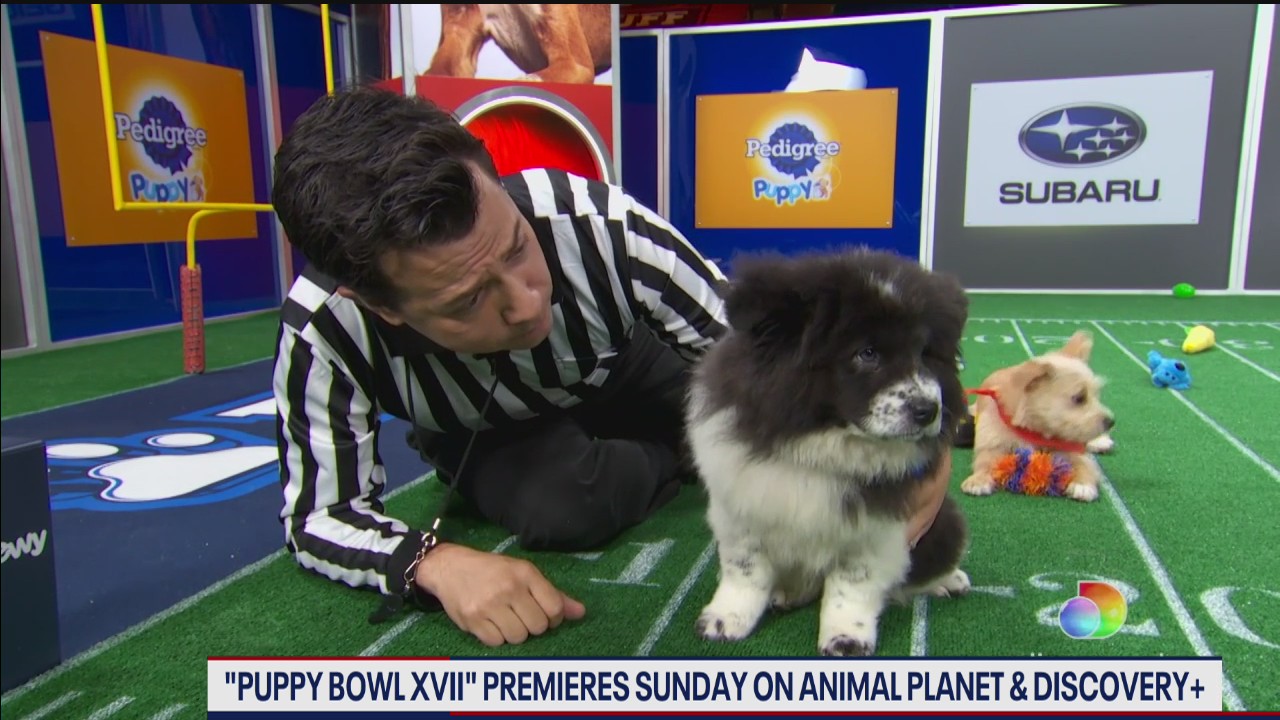What to know about Puppy Bowl XVII