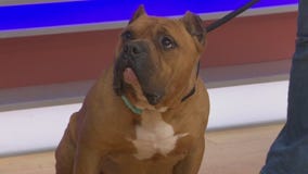 Adopt-A-Pet: Meet Tiny