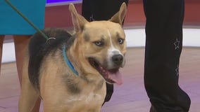 Adopt-A-Pet: Meet Miller