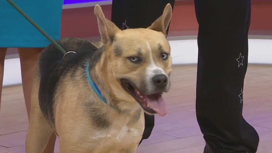 Adopt-A-Pet: Meet Miller