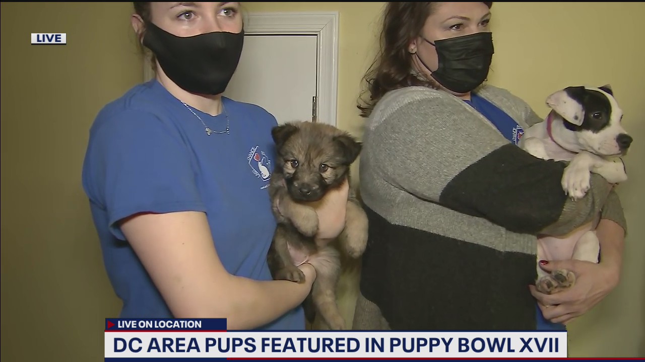 DC area pups featured in Puppy Bowl XVII