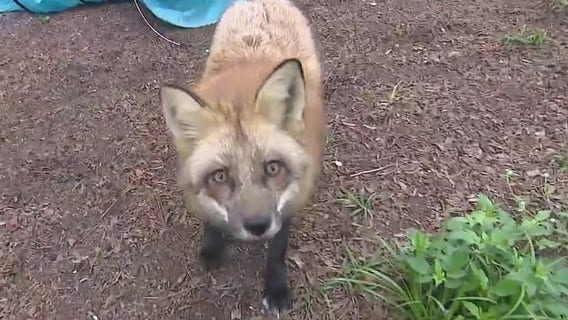 FOX 35's David Martin visits the largest fox rescue in the U.S.