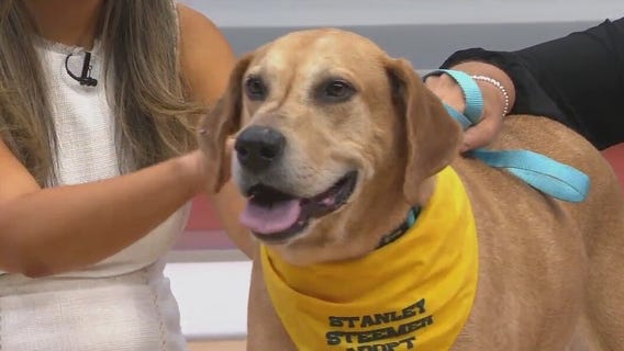 Adopt-A-Pet: Meet Charlie