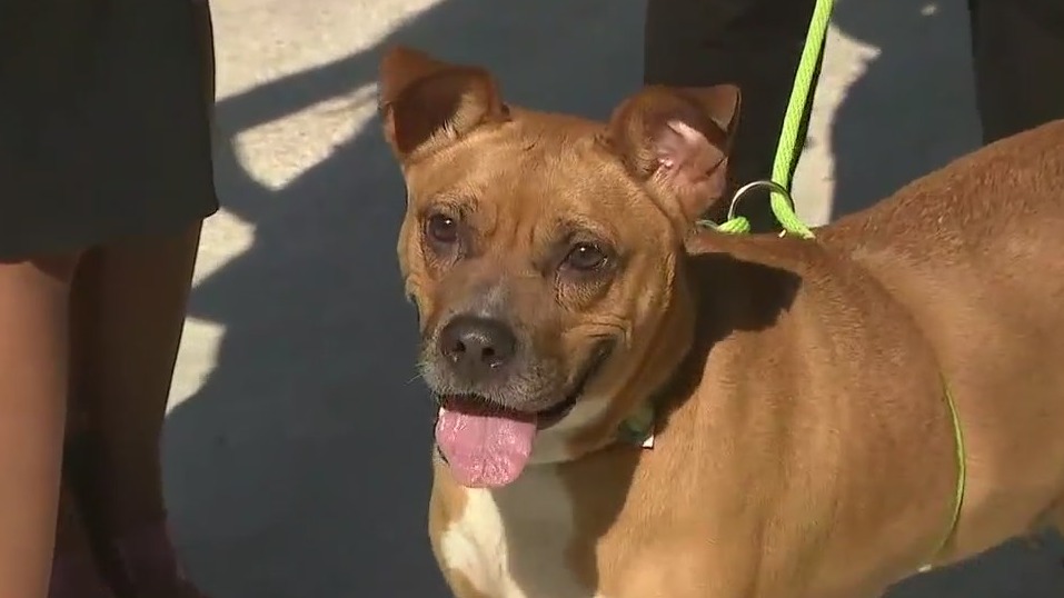 Adopt-A-Pet: Meet Cookie