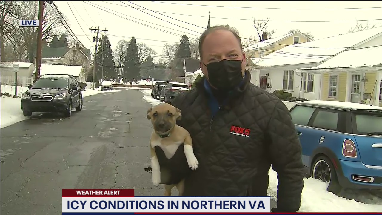 Puppy crashes Bob Barnard's live shot in icy Leesburg
