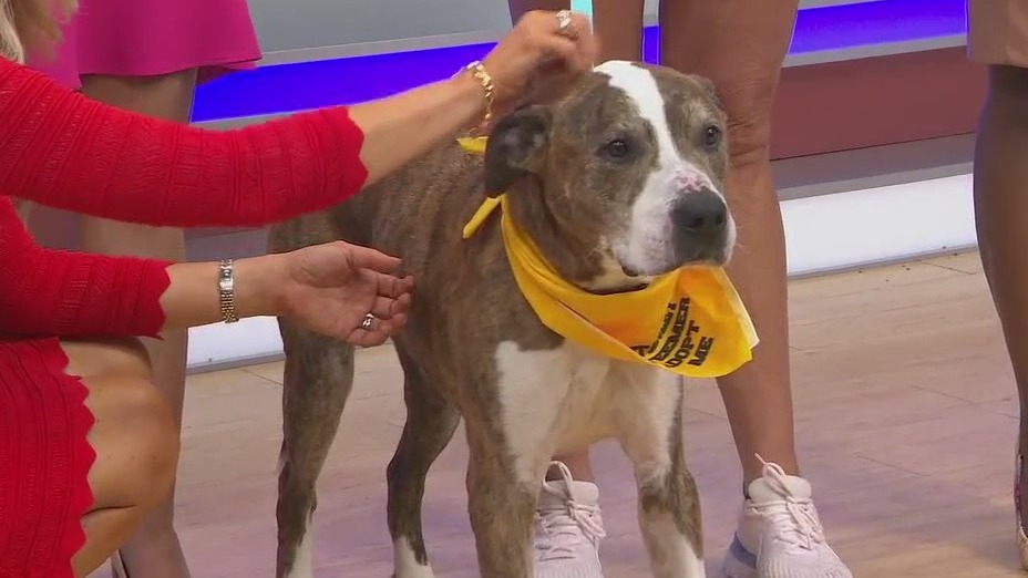 Adopt-A-Pet: Meet Hercules