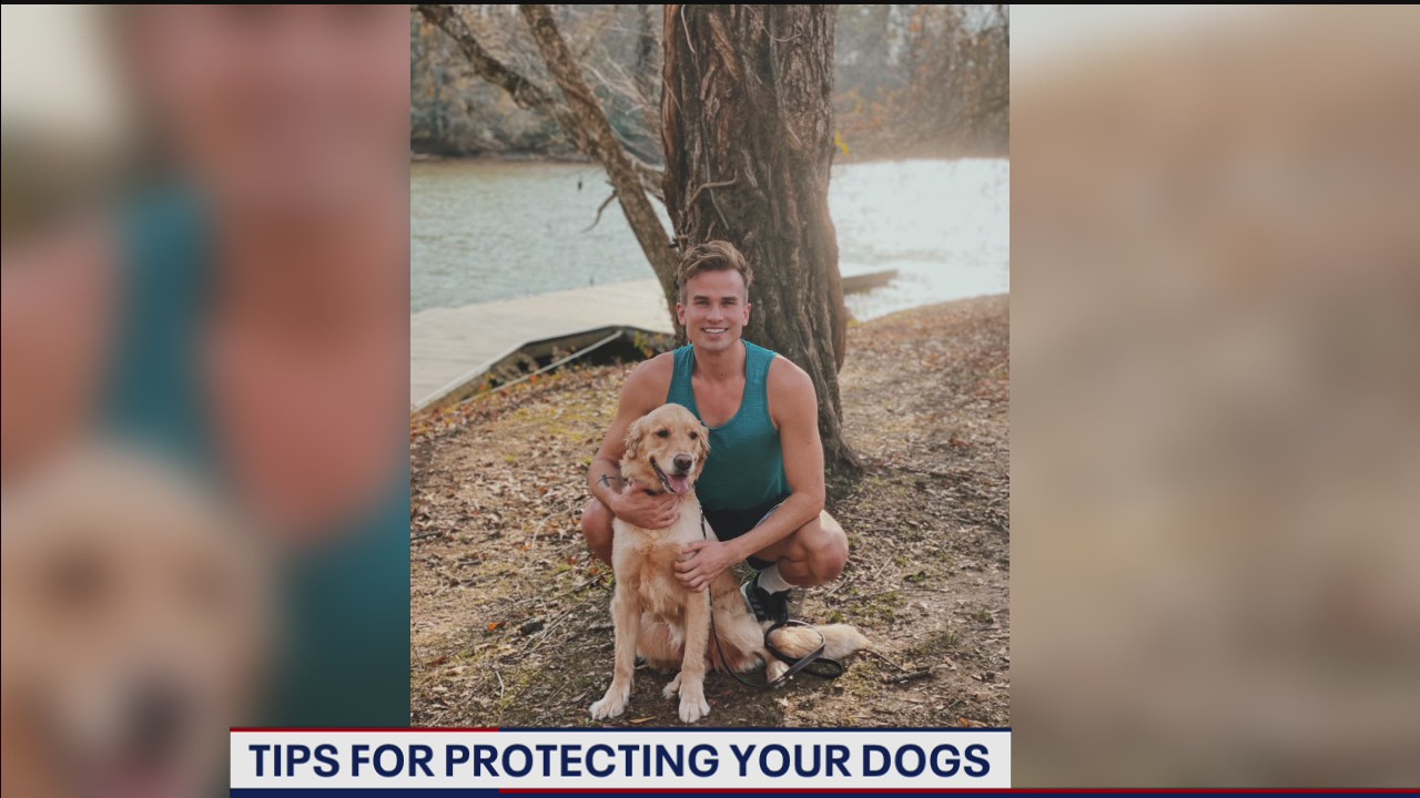 Tips for protecting your pets