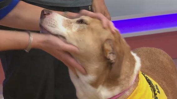 Adopt-A-Pet: Meet Aria