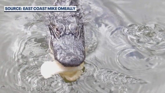 Alligator removed from Flagler park because humans were feeding it