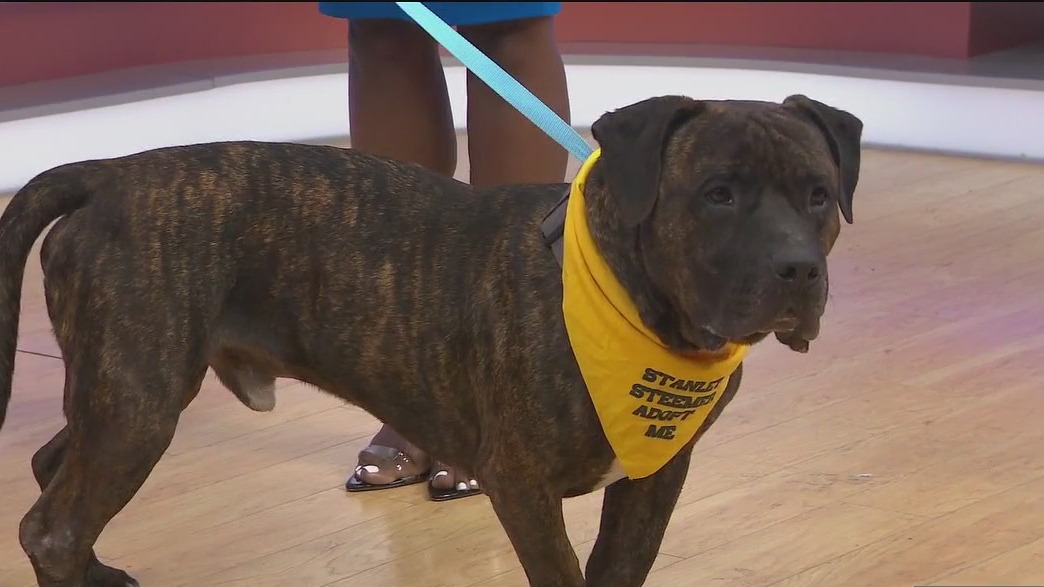 Adopt-A-Pet: Meet Samson