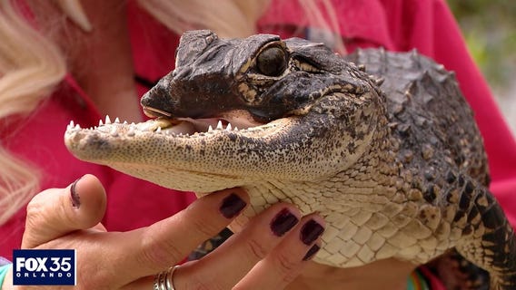 Episode 3: Meet Jawlene, the jaw-less baby alligator