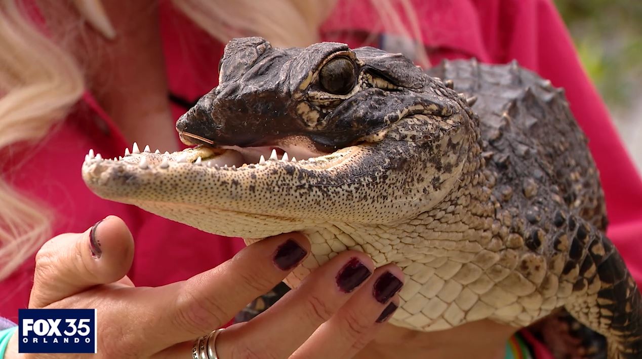 Episode 3: Meet Jawlene, the jaw-less baby alligator