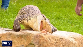 Episode 2: Meet Gatorland's 3 Cuban crocodiles