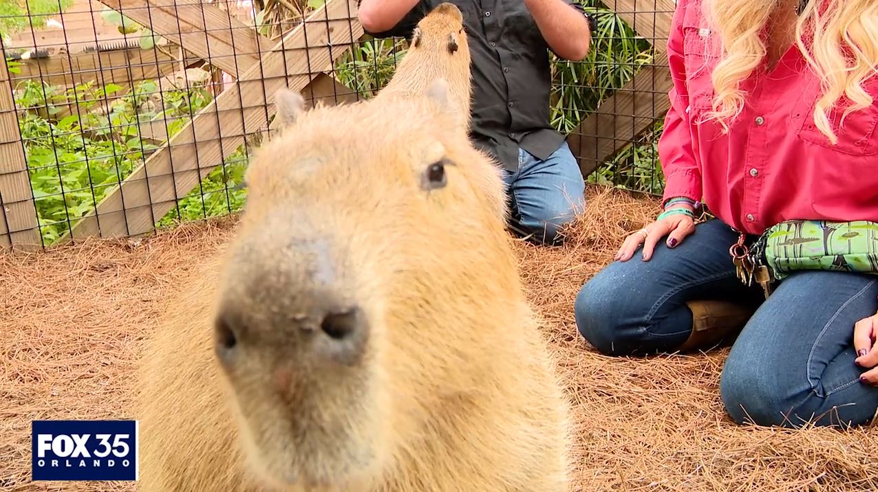 Episode 5: Capybara, flamingos at Gatorland