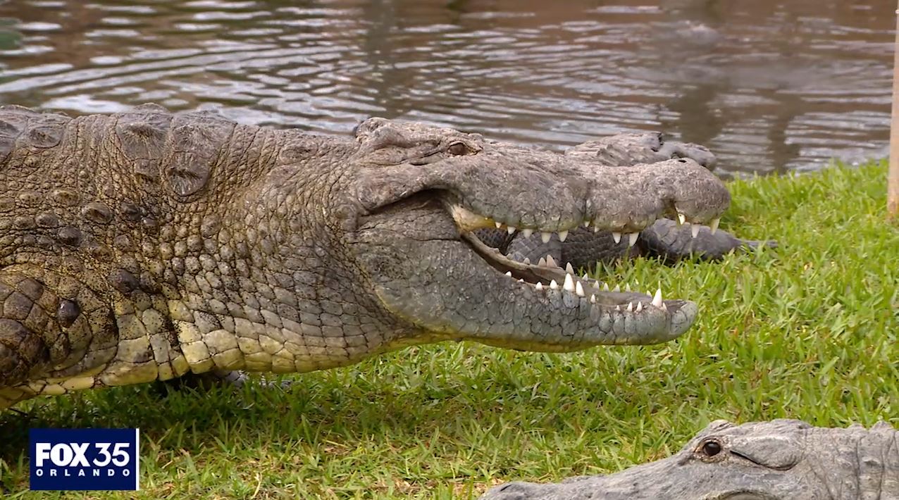 Episode 1: Meet Gatorland's biggest & smallest gators | FOX 51 Gainesville