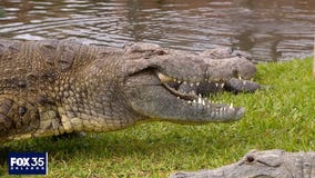 Episode 1: Meet Gatorland's biggest & smallest gators