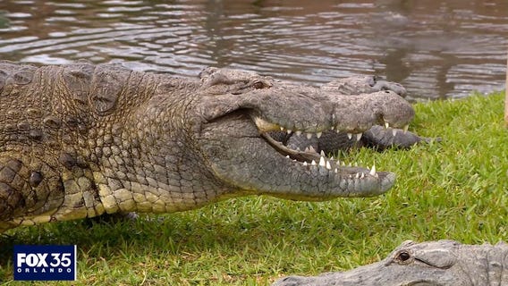 Episode 1: Meet Gatorland's biggest & smallest gators