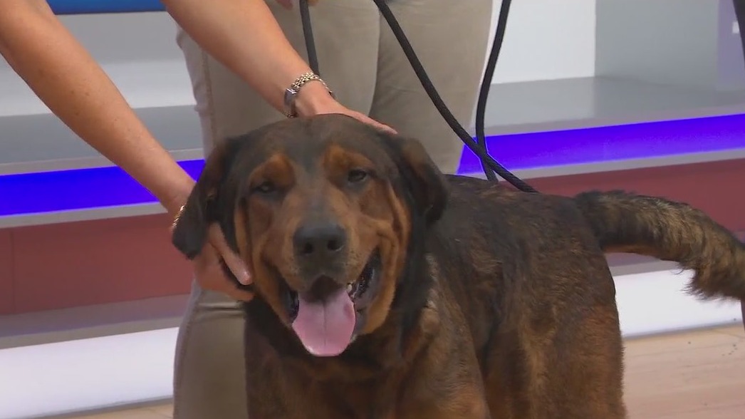 Adopt-A-Pet: Meet Max